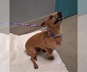 Chihuahua-Unknown Mix Dogs for adoption in Las Vegas, NV, USA