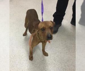 Chihuahua-Unknown Mix Dogs for adoption in Riverside, CA, USA