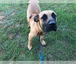 Presa Canario Dogs for adoption in Dalzell, SC, USA