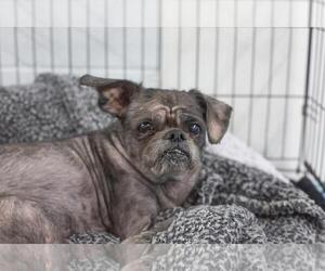 Shih Tzu-Unknown Mix Dogs for adoption in Mountain Home, AR, USA