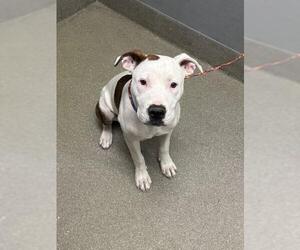 American Pit Bull Terrier-Unknown Mix Dogs for adoption in Las Vegas, NV, USA