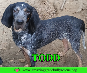 Mutt Dogs for adoption in Pensacola, FL, USA