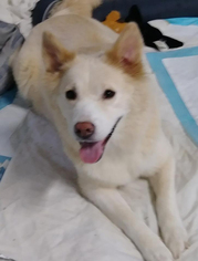 Huskimo Dogs for adoption in Matawan, NJ, USA