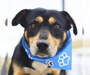 Labrador Retriever-Unknown Mix Dogs for adoption in San Antonio, TX, USA