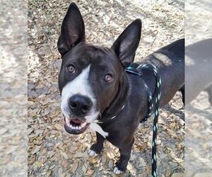 Staffordshire Bull Terrier Dogs for adoption in Palmetto, FL, USA