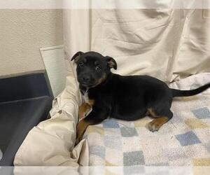 Texas Heeler-Unknown Mix Dogs for adoption in Modesto, CA, USA