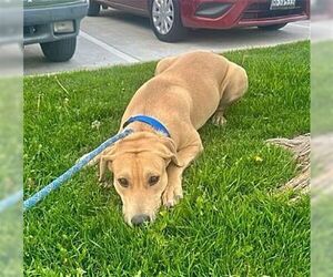 American Staffordshire Terrier-Labrador Retriever Mix Dogs for adoption in Dana Point, CA, USA