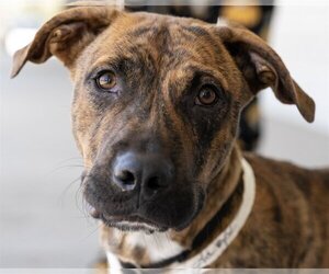 Labrador Retriever-Plott Hound Mix Dogs for adoption in Wilmington, NC, USA