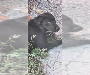 Labrador Retriever-Unknown Mix Dogs for adoption in San Antonio, TX, USA