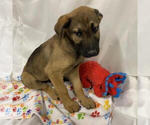 German Shepherd Dog-Unknown Mix Dogs for adoption in Modesto, CA, USA