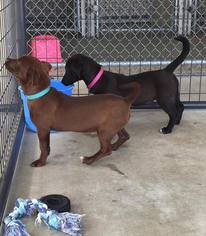 Dachshund-Labrador Retriever Mix Dogs for adoption in Chichester, NH, USA
