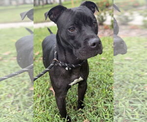 Mutt Dogs for adoption in Sanford, FL, USA