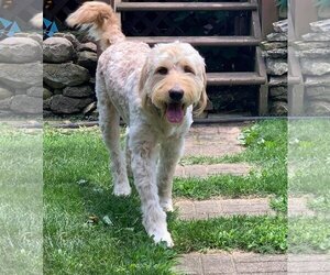 Labradoodle Dogs for adoption in Germantown, OH, USA