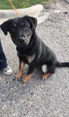 Medium Photo #1 Rottweiler-Unknown Mix Puppy For Sale in Fargo, ND, USA
