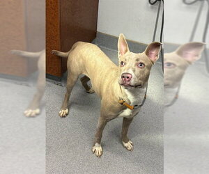 Mutt Dogs for adoption in Rancho Cucamonga, CA, USA
