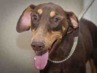 Doberman Pinscher Dogs for adoption in Ojai, CA, USA