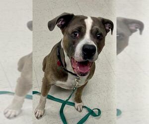 American Pit Bull Terrier-Unknown Mix Dogs for adoption in Boston, MA, USA
