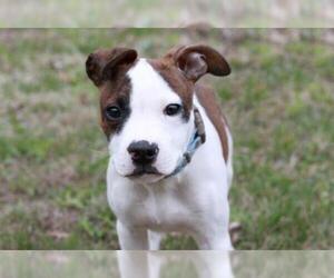 Bogle Dogs for adoption in Mankato, MN, USA