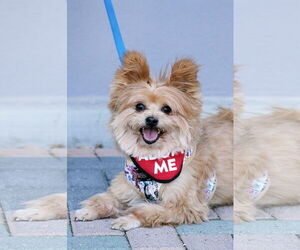 Pomeranian-Unknown Mix Dogs for adoption in Mission Viejo, CA, USA