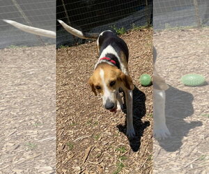 American Foxhound-Unknown Mix Dogs for adoption in Rustburg, VA, USA