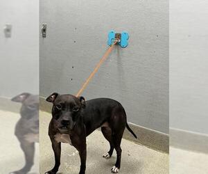 American Pit Bull Terrier-Unknown Mix Dogs for adoption in Las Vegas, NV, USA