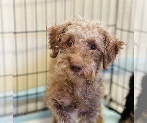 Poodle (Miniature) Dogs for adoption in Winter, WI, USA