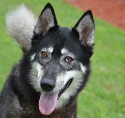 Siberian Husky Dogs for adoption in Englewood, FL, USA