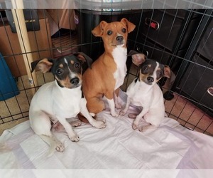 Rat Terrier Dogs for adoption in Arlington, WA, USA