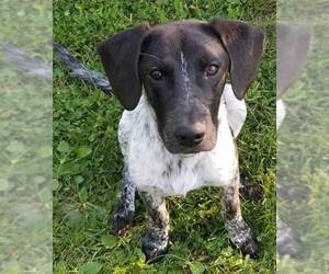 Pointer Dogs for adoption in Cuba, NY, USA