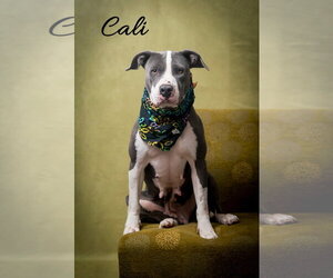 American Pit Bull Terrier-Unknown Mix Dogs for adoption in North Myrtle Beach, SC, USA