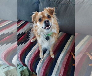 Mutt Dogs for adoption in Fort Collins, CO, USA