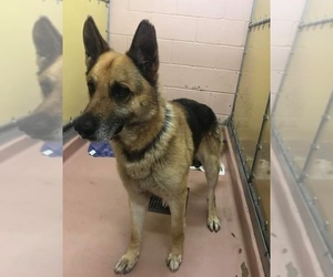 German Shepherd Dog Dogs for adoption in Leesville, SC, USA