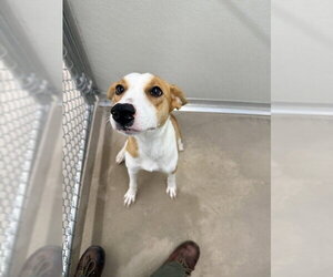 Mutt Dogs for adoption in Temple, TX, USA