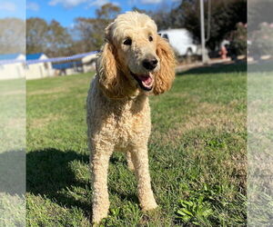 Poodle (Standard) Dogs for adoption in Pacolet, SC, USA