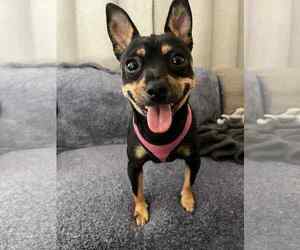 Chipin Dogs for adoption in San Francisco, CA, USA