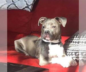 American Pit Bull Terrier-Unknown Mix Dogs for adoption in Pequot Lakes, MN, USA