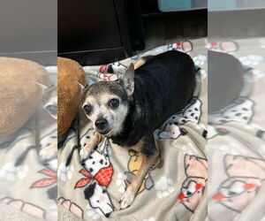 Chihuahua Dogs for adoption in Ellijay, GA, USA