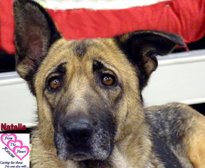 German Shepherd Dog Dogs for adoption in Canutillo, TX, USA