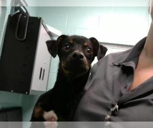 Miniature Pinscher Dogs for adoption in Palmetto, FL, USA