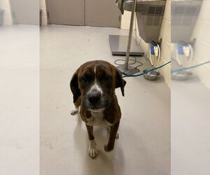 Boxer-Unknown Mix Dogs for adoption in Sanford, FL, USA