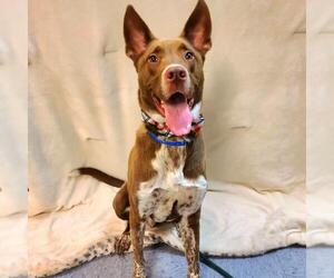 German Shepherd Dog-Pointer Mix Dogs for adoption in Long Beach, CA, USA