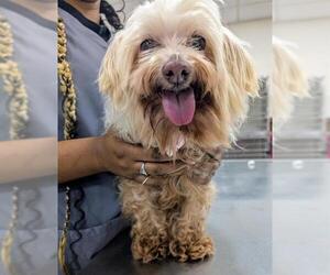 Maltese Dogs for adoption in Forestville, MD, USA