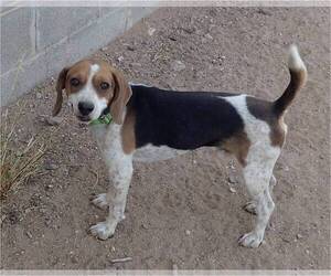 Beagle Dogs for adoption in Tucson, AZ, USA