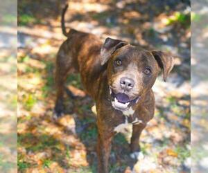 American Staffordshire Terrier Dogs for adoption in Gainesville, FL, USA