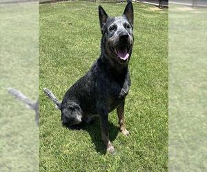 Mutt Dogs for adoption in Grovetown, GA, USA