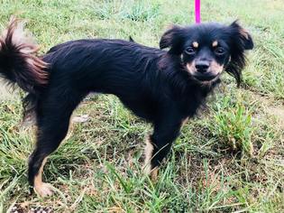 Chion Dogs for adoption in Lee's Summit, MO, USA