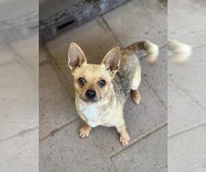 Chihuahua Dogs for adoption in Santa Maria, CA, USA