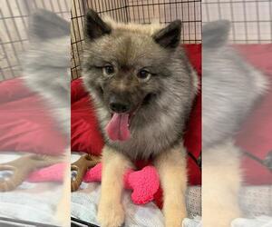 Keeshond Dogs for adoption in Sanford, FL, USA