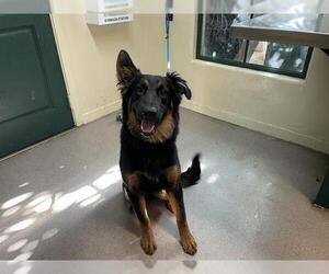 German Shepherd Dog-Unknown Mix Dogs for adoption in Pasadena, CA, USA