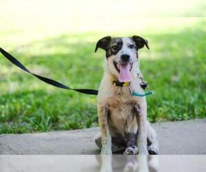 Great Pyrenees-Unknown Mix Dogs for adoption in Dallas, TX, USA